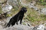LABRADOR 107